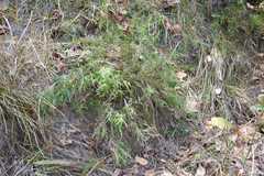 Pogonatherum paniceum